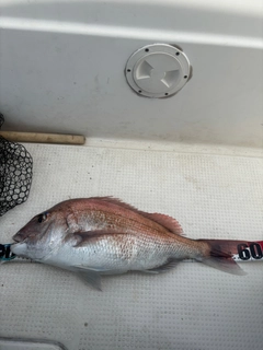 タイの釣果
