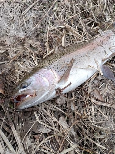 ニジマスの釣果