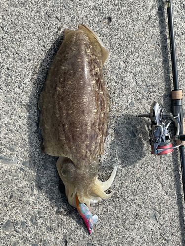 モンゴウイカの釣果