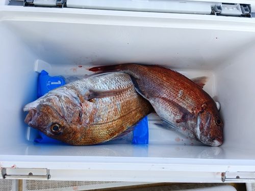 マダイの釣果
