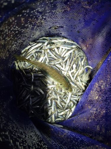 チアユの釣果