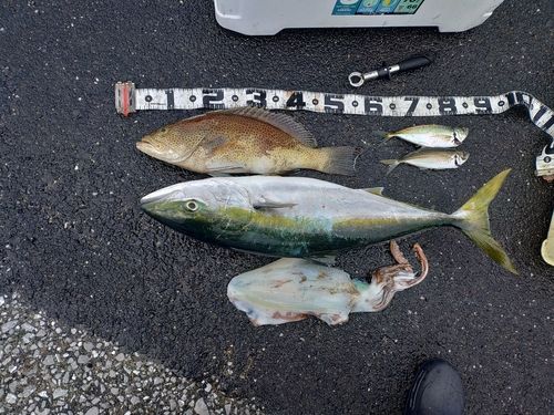ブリの釣果