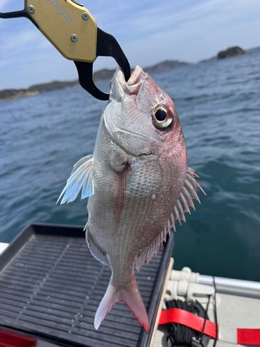 マダイの釣果