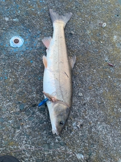 ウグイの釣果