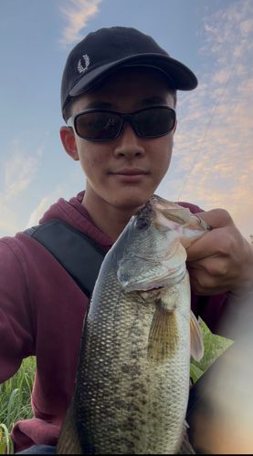 ラージマウスバスの釣果