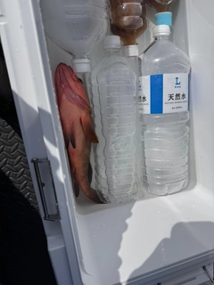 キジハタの釣果