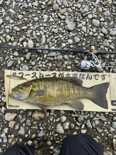 スモールマウスバスの釣果