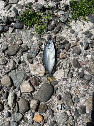 マアジの釣果