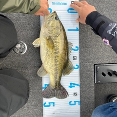 ブラックバスの釣果
