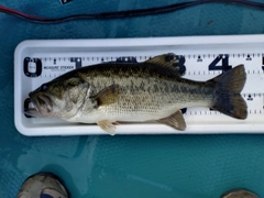 ラージマウスバスの釣果
