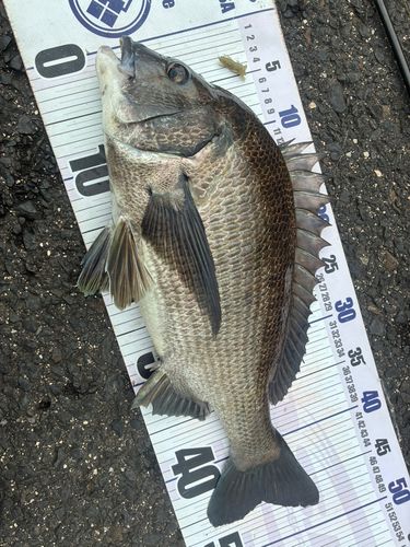 チヌの釣果