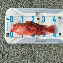 ウッカリカサゴの釣果