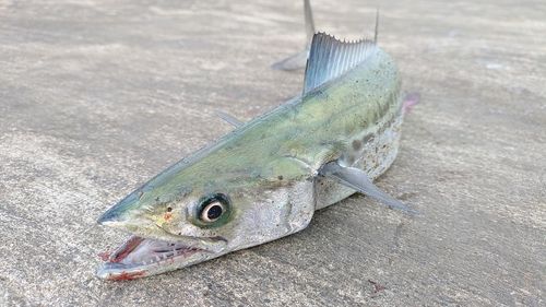 サゴシの釣果