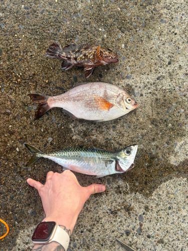 チダイの釣果
