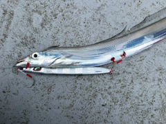 タチウオの釣果