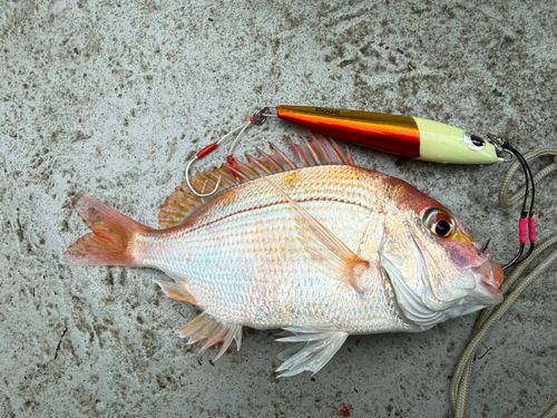 キダイの釣果