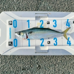 マサバの釣果