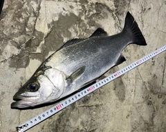 フッコ（ヒラスズキ）の釣果