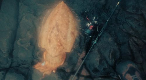 コブシメの釣果