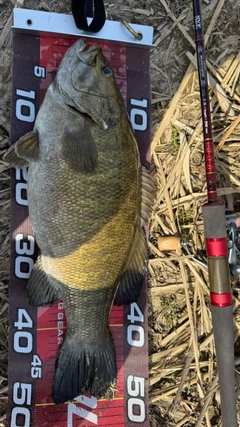 スモールマウスバスの釣果