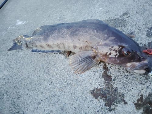 アイナメの釣果
