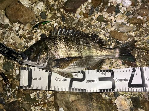 クロダイの釣果
