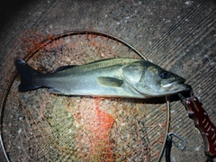 フッコ（マルスズキ）の釣果