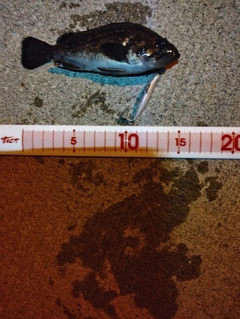 クロソイの釣果