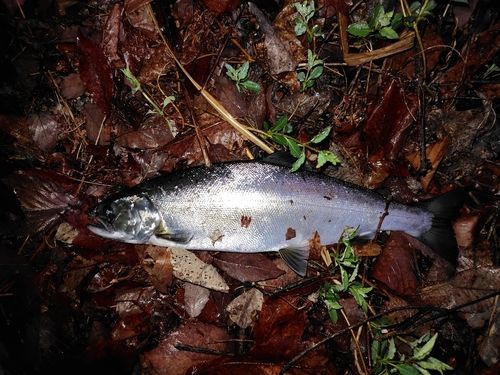 サクラマスの釣果