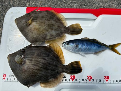 カワハギの釣果