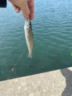 シロギスの釣果