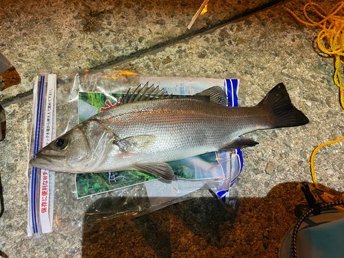 スズキの釣果