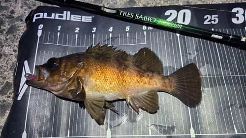 メバルの釣果