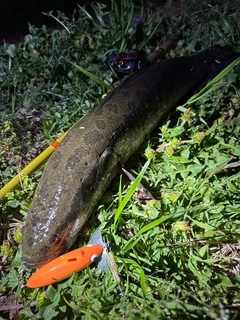 ライギョの釣果