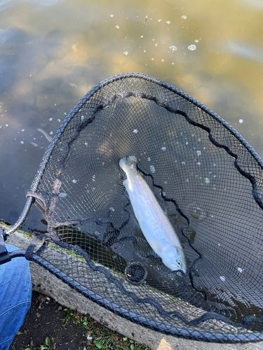 ニジマスの釣果