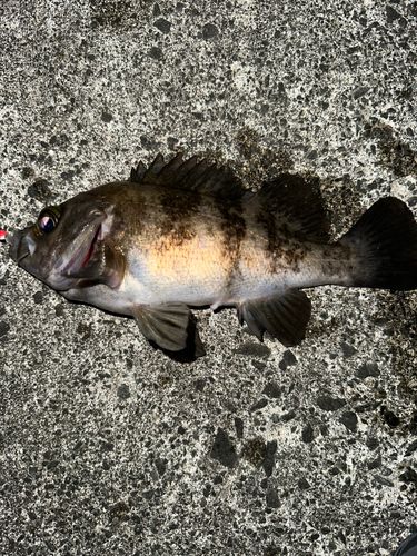 シロメバルの釣果