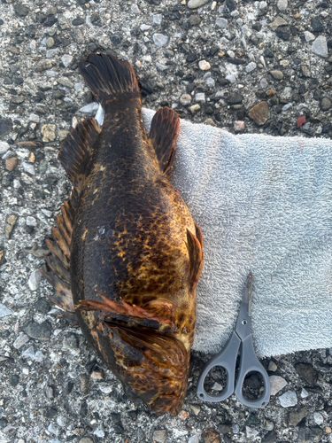 クロソイの釣果