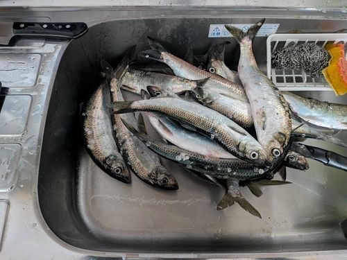 釣果