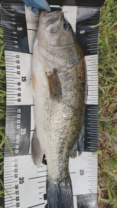 ラージマウスバスの釣果