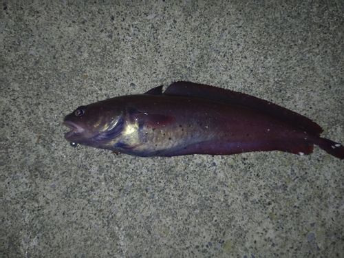 ドンコの釣果