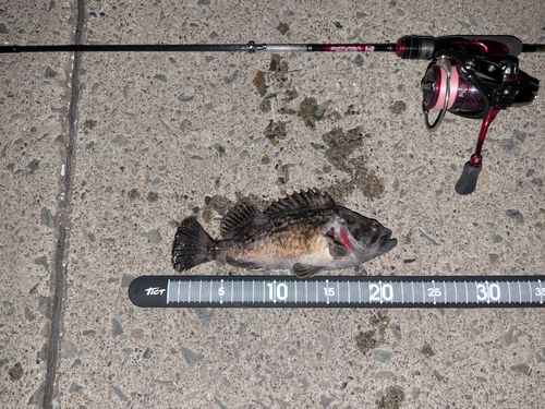 クロソイの釣果