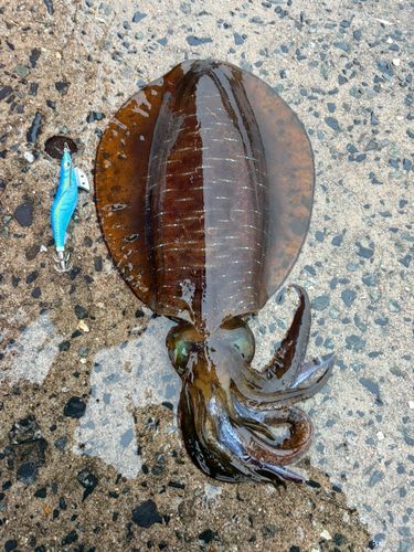 アオリイカの釣果