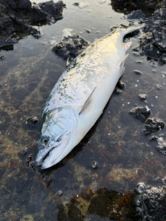 サクラマスの釣果