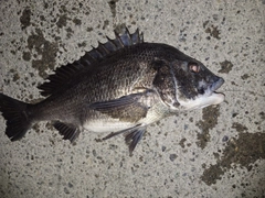 チヌの釣果