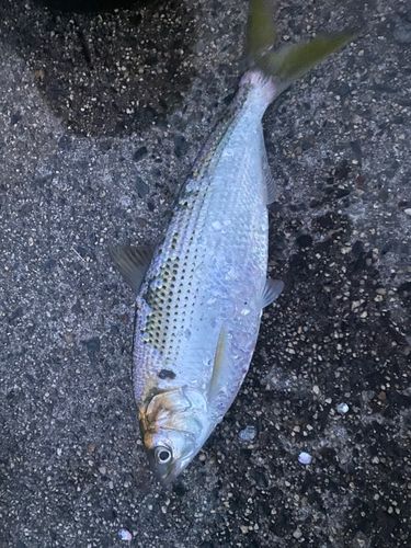 ニシンの釣果・釣り情報まとめ【2026年最新】 - アングラーズ | 釣果 