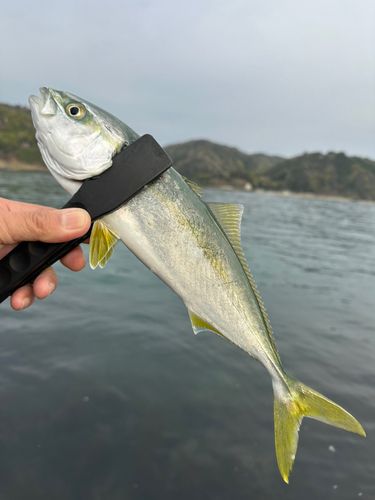 ツバスの釣果