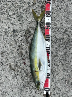 ハマチの釣果