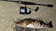 アブラコの釣果