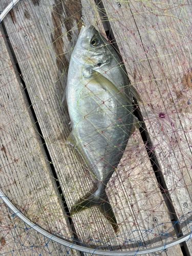 シマアジの釣果