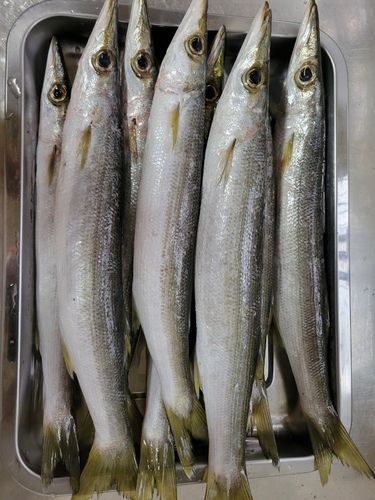 カマスの釣果